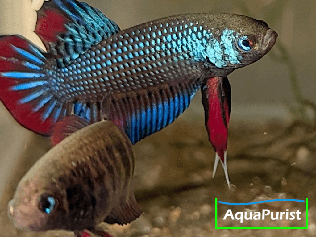 Betta imbellis Friedlicher Kampffisch Betta imbellis Friedlicher Kampffisch