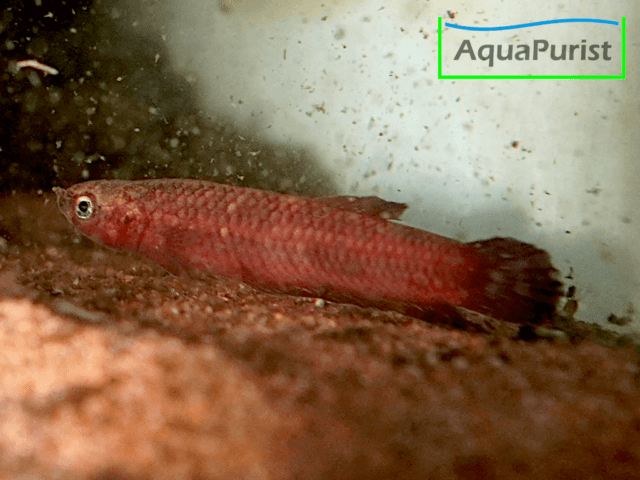 Betta tussyae Cherating Betta tussyae Cherating