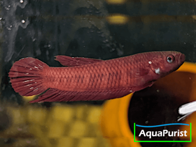 Betta tussyae Cherating Betta tussyae Cherating