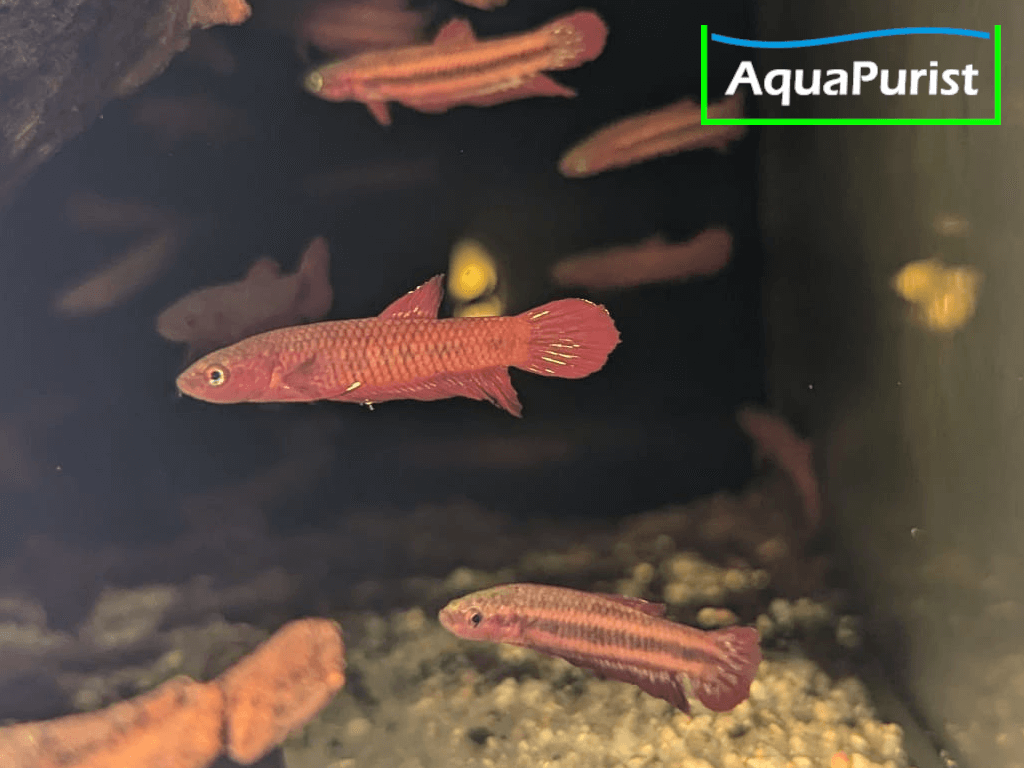 Betta tussyae Cherating Betta tussyae Cherating