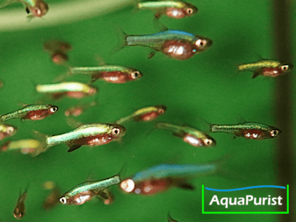 Sundadanio axelrodi - Blauer Axelrod Bärbling