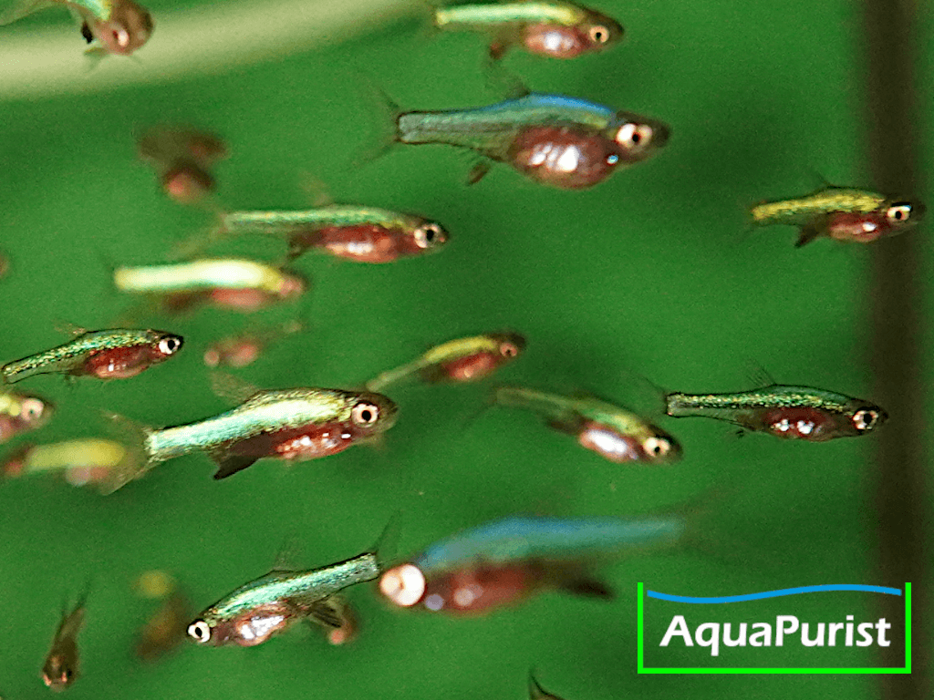 Sundadanio axelrodi - Blauer Axelrod Bärbling Sundadanio axelrodi - Blauer Axelrod Bärbling