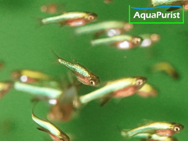 Sundadanio axelrodi - Blauer Axelrod Bärbling Sundadanio axelrodi - Blauer Axelrod Bärbling