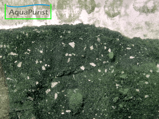 Moina Futter Spirulina