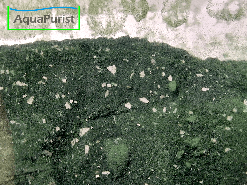 Moina Futter Spirulina