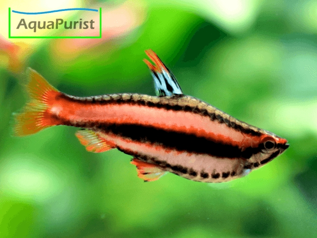 Purpurziersalmler (Nannostomus mortenthaleri) Purpurziersalmler (Nannostomus mortenthaleri)