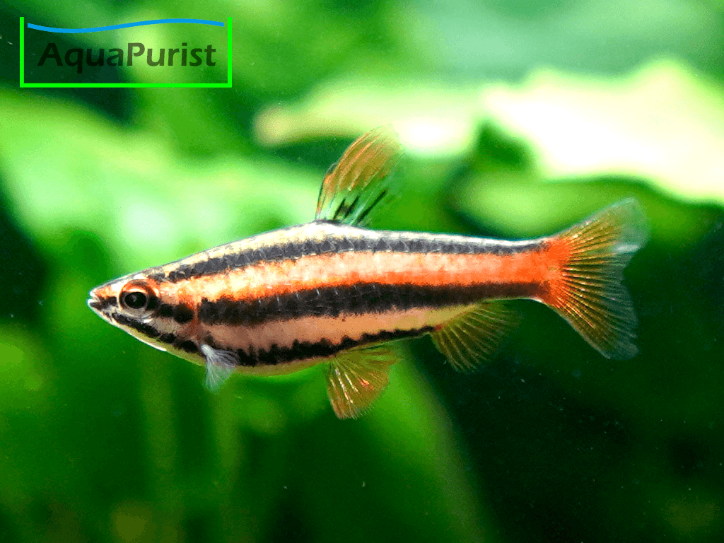 Purpurziersalmler (Nannostomus mortenthaleri) Purpurziersalmler (Nannostomus mortenthaleri)