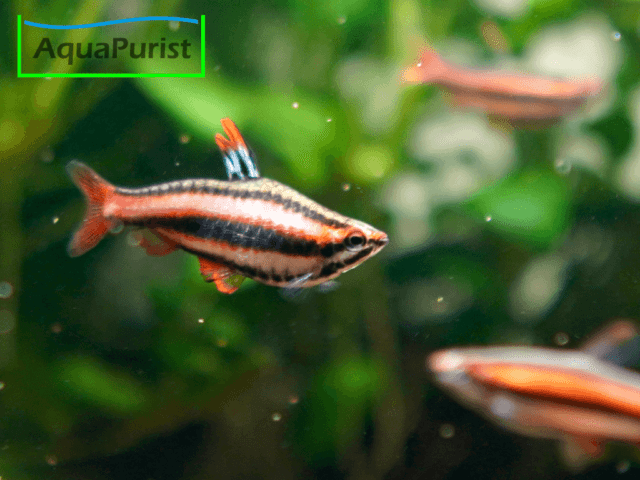 Purpurziersalmler (Nannostomus mortenthaleri) Purpurziersalmler (Nannostomus mortenthaleri)