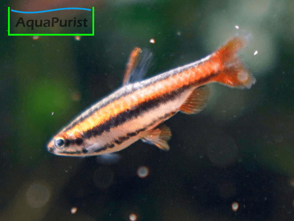 Purpurziersalmler (Nannostomus mortenthaleri) Purpurziersalmler (Nannostomus mortenthaleri)