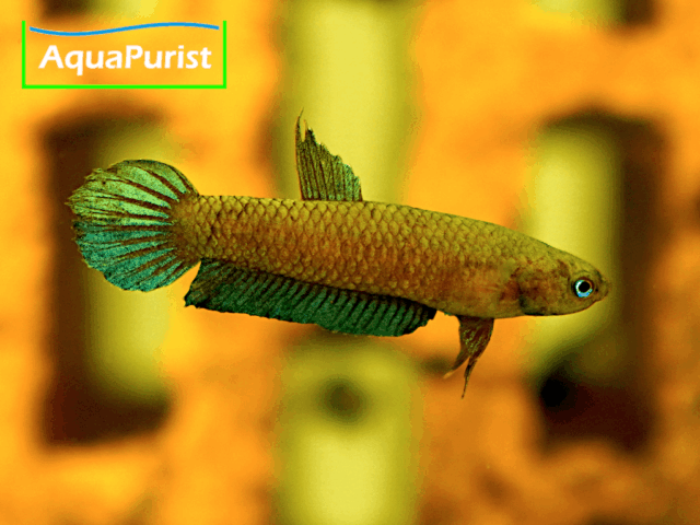 Betta persephone „Pagoh“ Laub-Zwergkampffisch