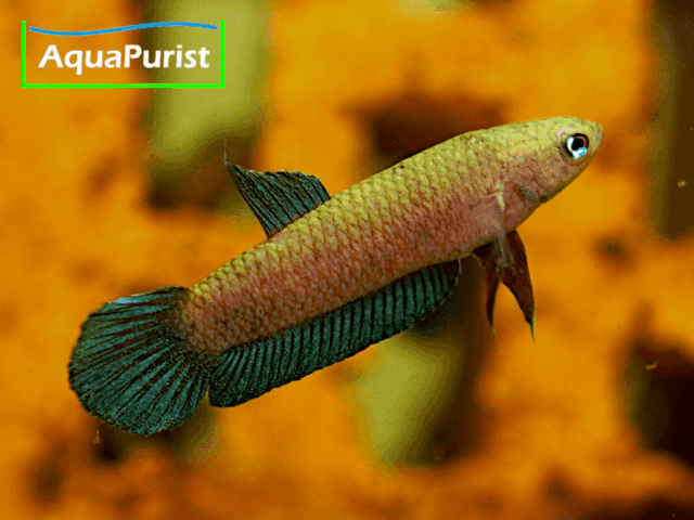 Betta persephone „Pagoh“ Laub-Zwergkampffisch