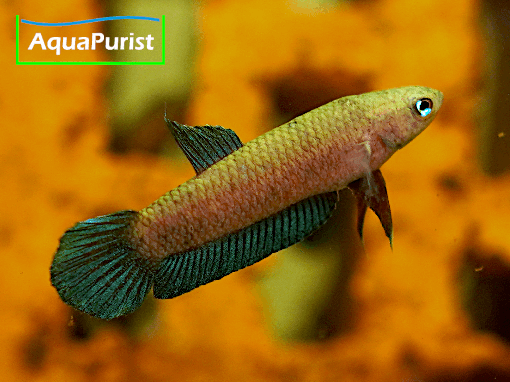 Betta persephone „Pagoh“ Laub-Zwergkampffisch