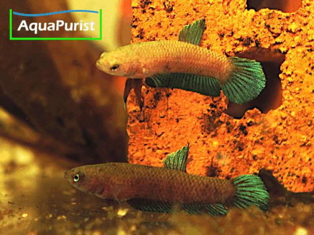 Betta persephone „Pagoh“ Laub-Zwergkampffisch
