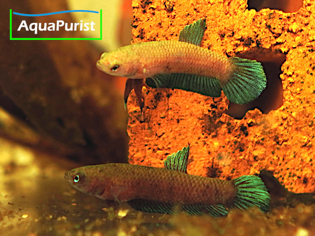 Betta persephone „Pagoh“ Laub-Zwergkampffisch