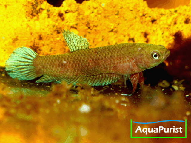 Betta persephone „Pagoh“ Laub-Zwergkampffisch