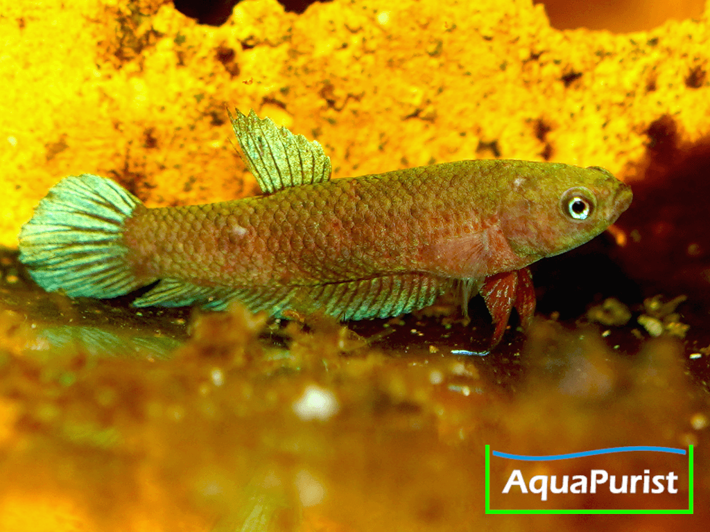 Betta persephone „Pagoh“ Laub-Zwergkampffisch