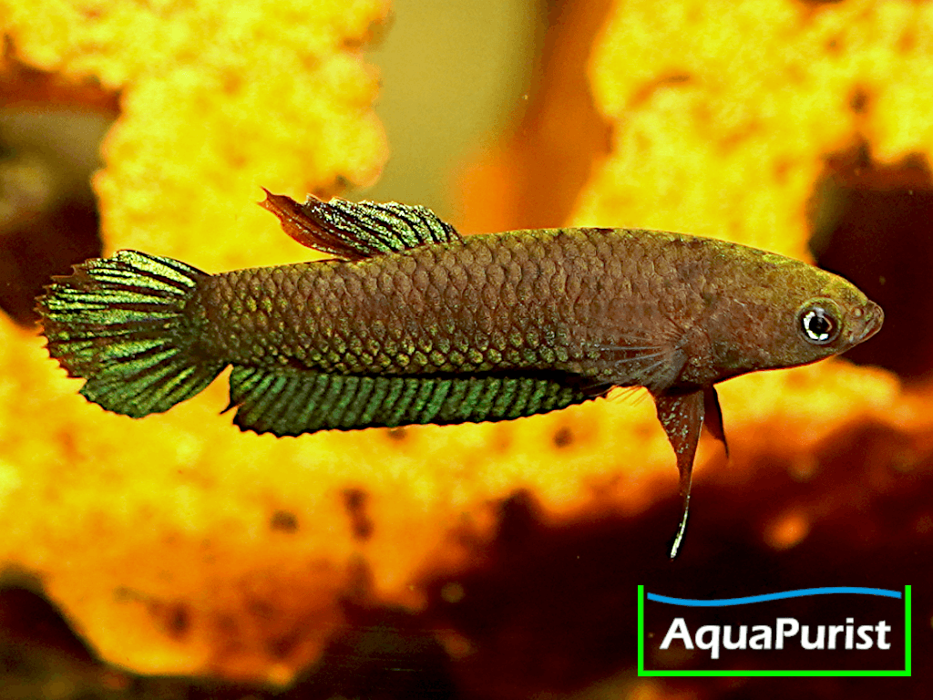 Betta persephone „Pagoh“ Laub-Zwergkampffisch