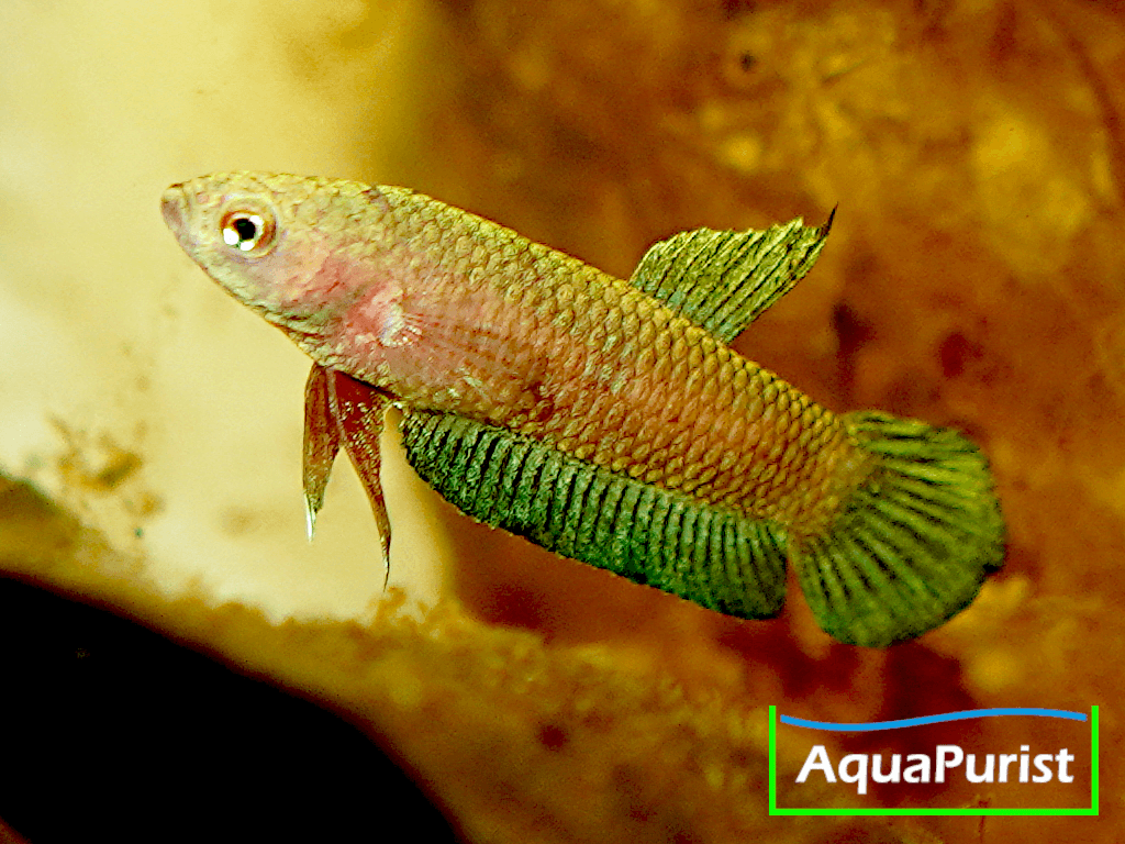 Betta persephone „Pagoh“ Laub-Zwergkampffisch