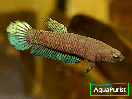 Betta persephone „Pagoh“ Laub-Zwergkampffisch