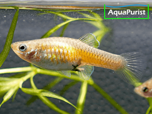 Costa-Rica-Zwergkärpfling (Phallichthys tico)