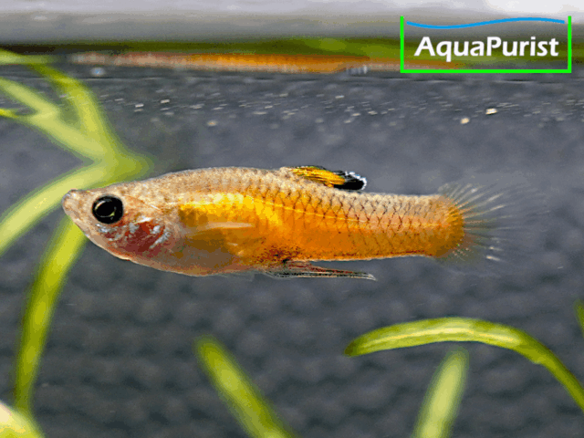 Costa-Rica-Zwergkärpfling (Phallichthys tico)