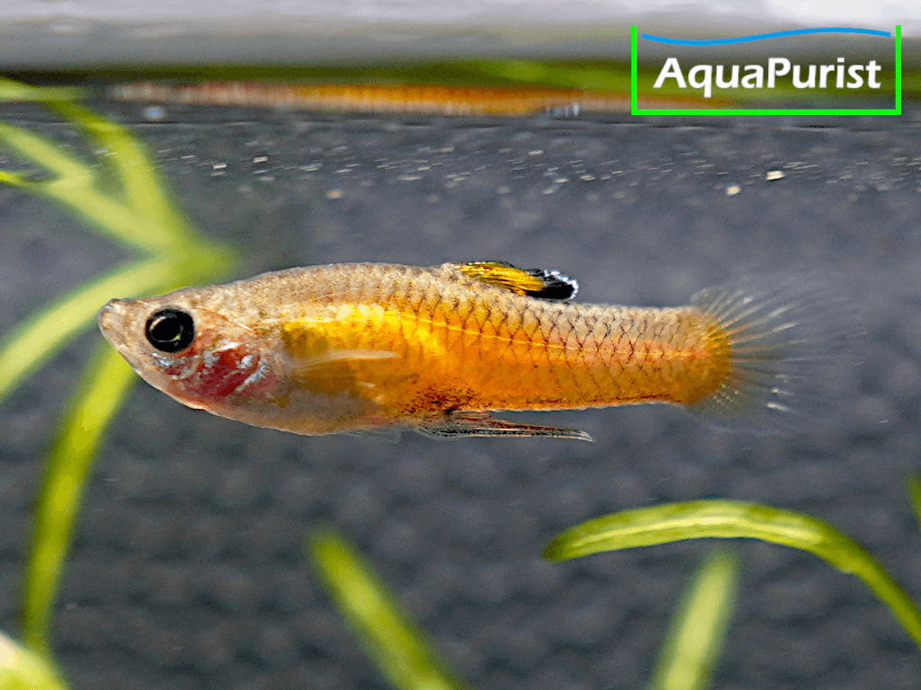 Costa-Rica-Zwergkärpfling (Phallichthys tico)