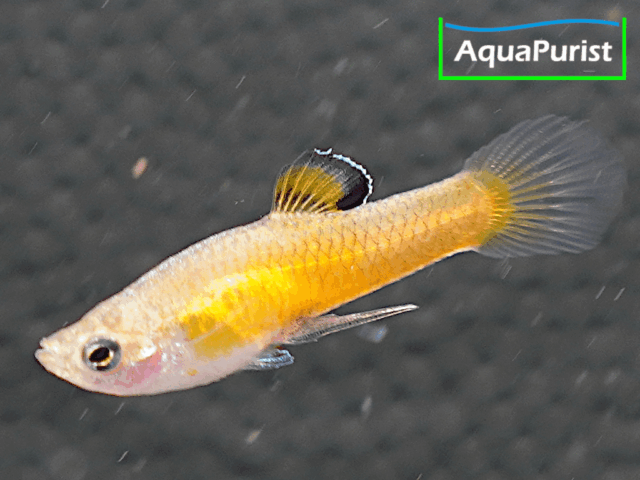 Costa-Rica-Zwergkärpfling (Phallichthys tico)