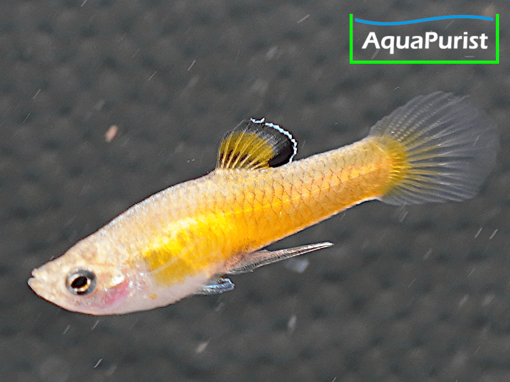 Costa-Rica-Zwergkärpfling (Phallichthys tico)