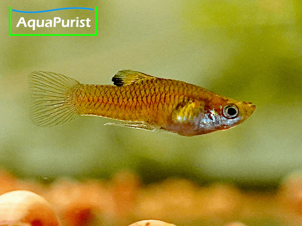 Costa-Rica-Zwergkärpfling (Phallichthys tico)