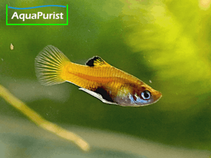 Costa-Rica-Zwergkärpfling (Phallichthys tico)