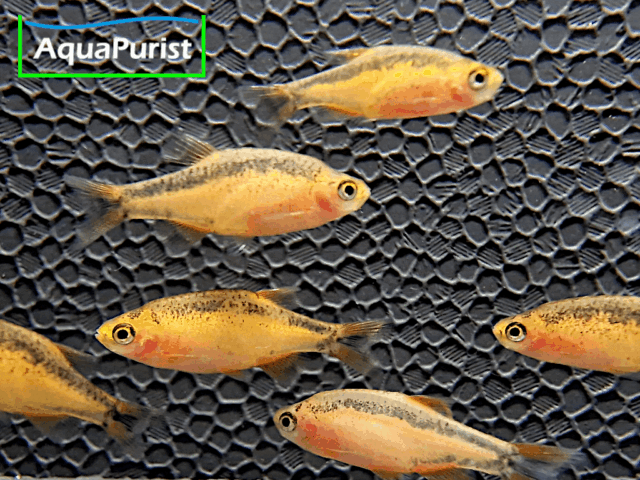 Perlhuhnbärbling Danio margaritatus GOLD