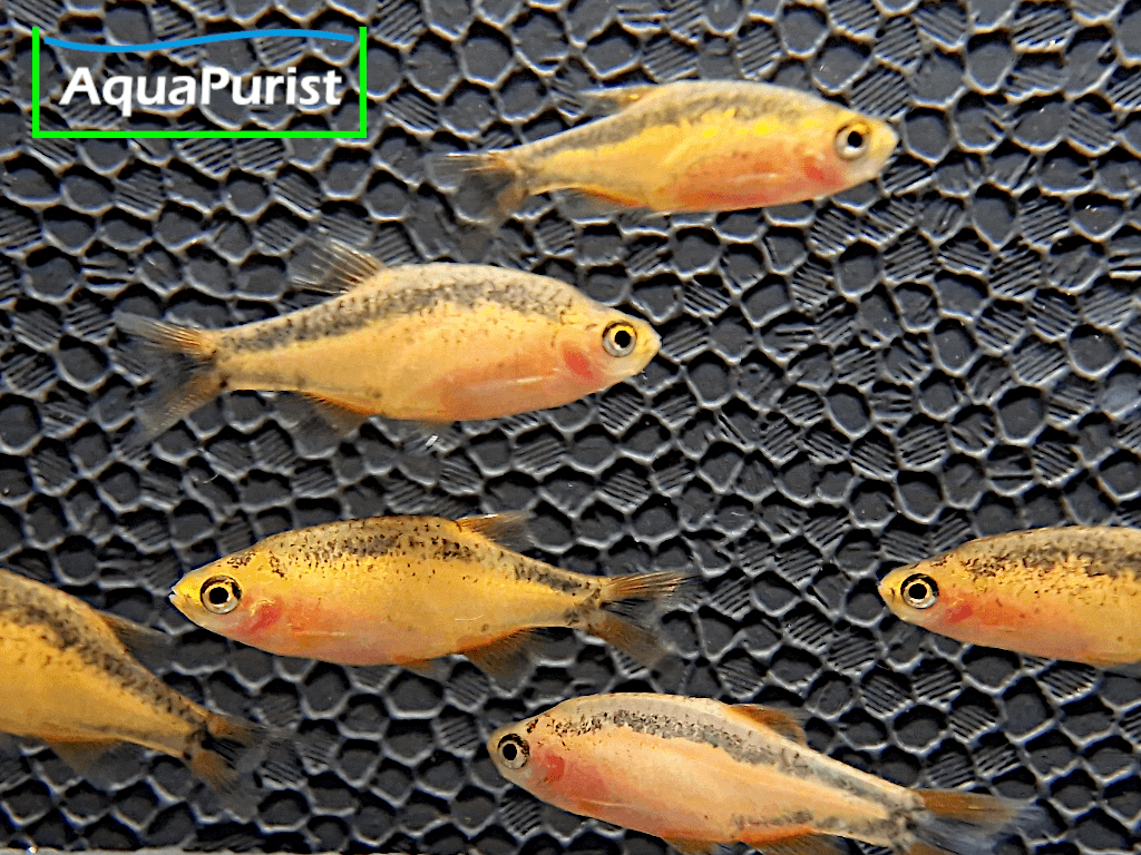 Perlhuhnbärbling Danio margaritatus GOLD