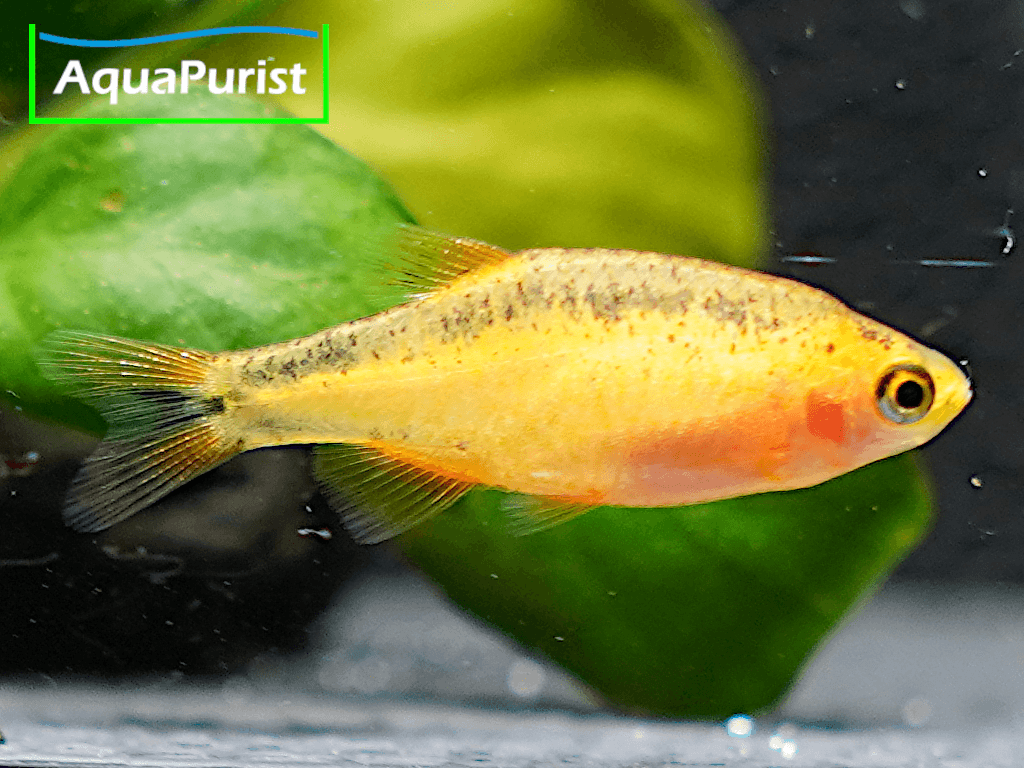 Perlhuhnbärbling Danio margaritatus GOLD