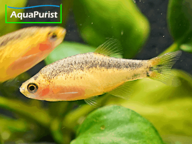 Perlhuhnbärbling Danio margaritatus GOLD