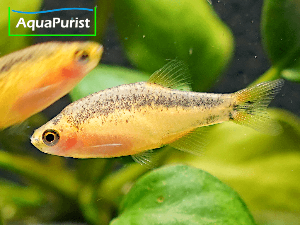 Perlhuhnbärbling Danio margaritatus GOLD