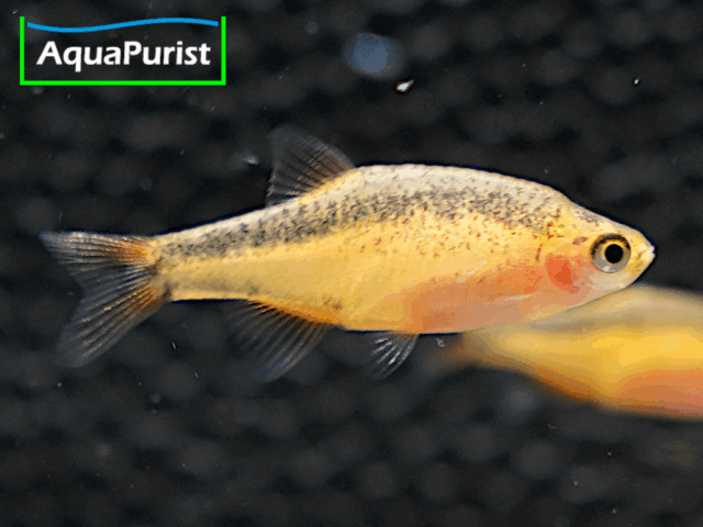 Perlhuhnbärbling Danio margaritatus GOLD