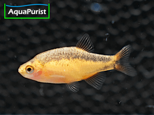 Perlhuhnbärbling Danio margaritatus GOLD