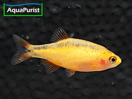 Perlhuhnbärbling Danio margaritatus GOLD