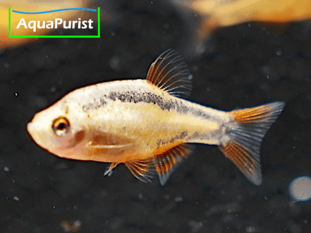 Perlhuhnbärbling Danio margaritatus GOLD