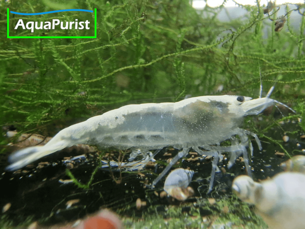 White Pearl Neon Snowstorm (Neocaridina davidi) White Pearl Neon Snowstorm (Neocaridina davidi)