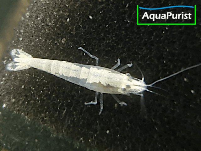 White Pearl Neon Snowstorm (Neocaridina davidi) White Pearl Neon Snowstorm (Neocaridina davidi)