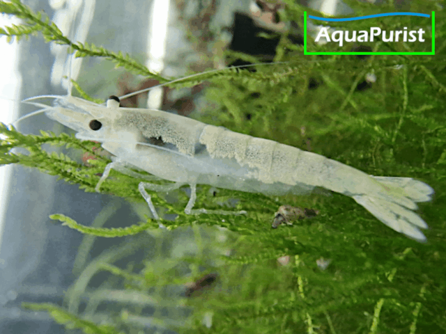 White Pearl Neon Snowstorm (Neocaridina davidi) White Pearl Neon Snowstorm (Neocaridina davidi)