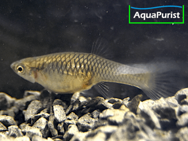 Campoma No 42 Gypsi Endler (Poecilia wingei) Campoma No 42 Gypsi Endler (Poecilia wingei)