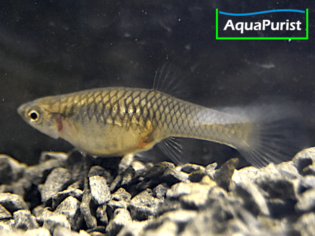 Campoma No 42 Gypsi Endler (Poecilia wingei) Campoma No 42 Gypsi Endler (Poecilia wingei)