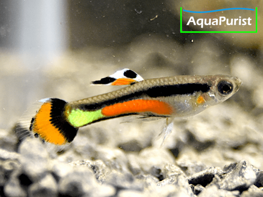 Campoma No 42 Gypsi Endler (Poecilia wingei) Campoma No 42 Gypsi Endler (Poecilia wingei)