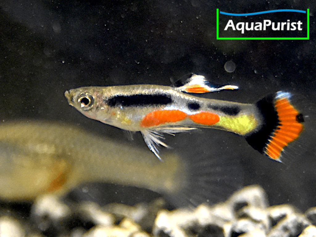 Campoma No 42 Gypsi Endler (Poecilia wingei) Campoma No 42 Gypsi Endler (Poecilia wingei)