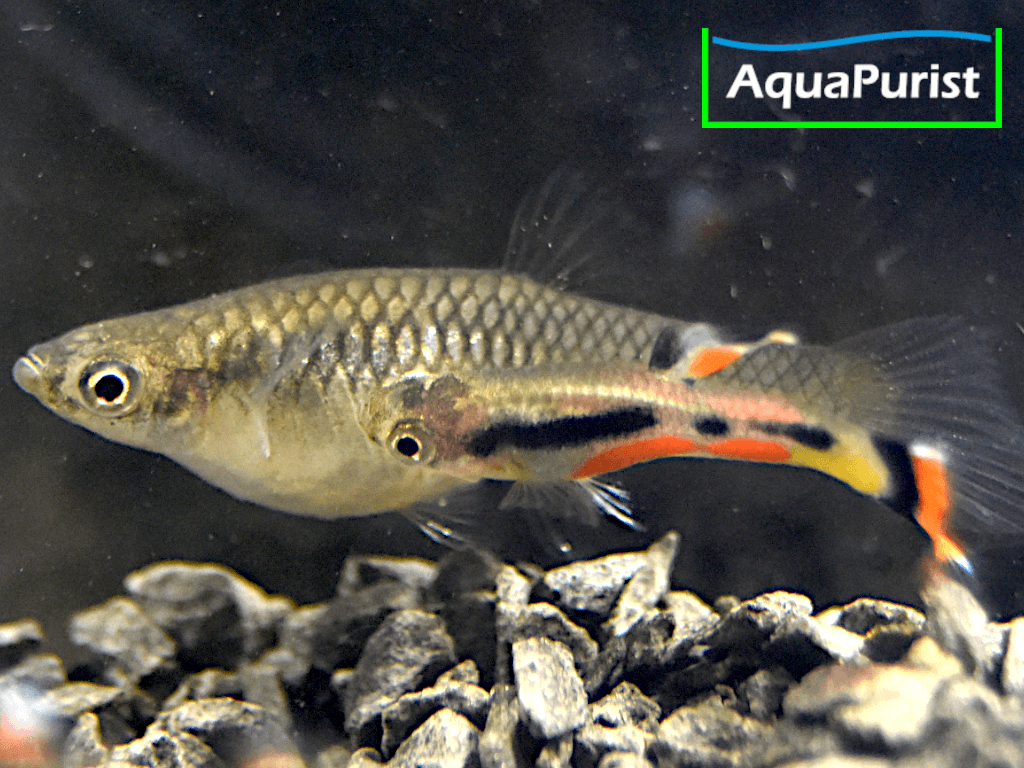 Campoma No 42 Gypsi Endler (Poecilia wingei) Campoma No 42 Gypsi Endler (Poecilia wingei)