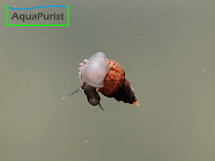 Genoppte Turmdeckelschnecke - Nöppie (Tarebia granifera)
