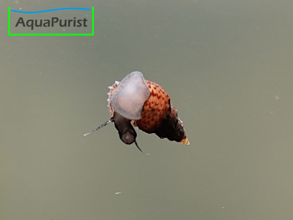 Genoppte Turmdeckelschnecke - Nöppie (Tarebia granifera)