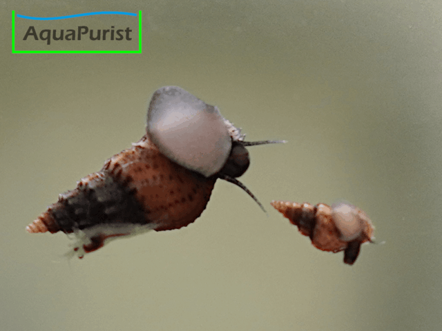 Genoppte Turmdeckelschnecke - Nöppie (Tarebia granifera)
